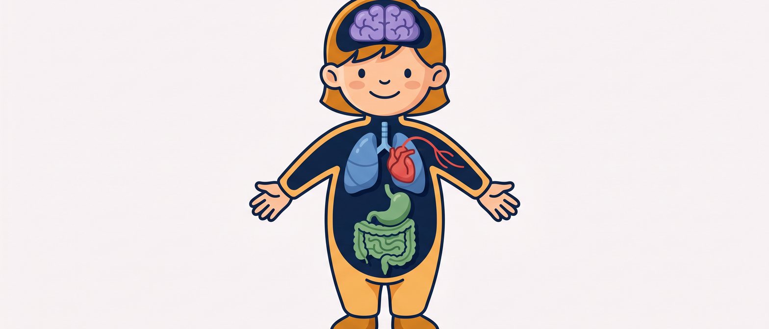 A friendly flat-vector illustration of a child silhouette with colour-coded body system organs — red heart and blood vessels for circulatory, blue lungs and trachea for respiratory, green stomach and intestine for digestive, purple brain and nerves for nervous — on a soft off-white background in IllumiTutor navy and amber.