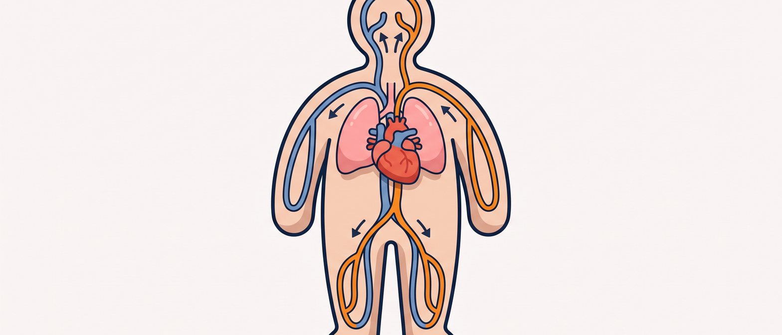 A flat-vector illustration of a stylised human silhouette with a glowing red heart at the centre, blue and red blood vessel loops connecting to a pair of lungs above and body cells below, on a soft off-white background in IllumiTutor navy and amber.