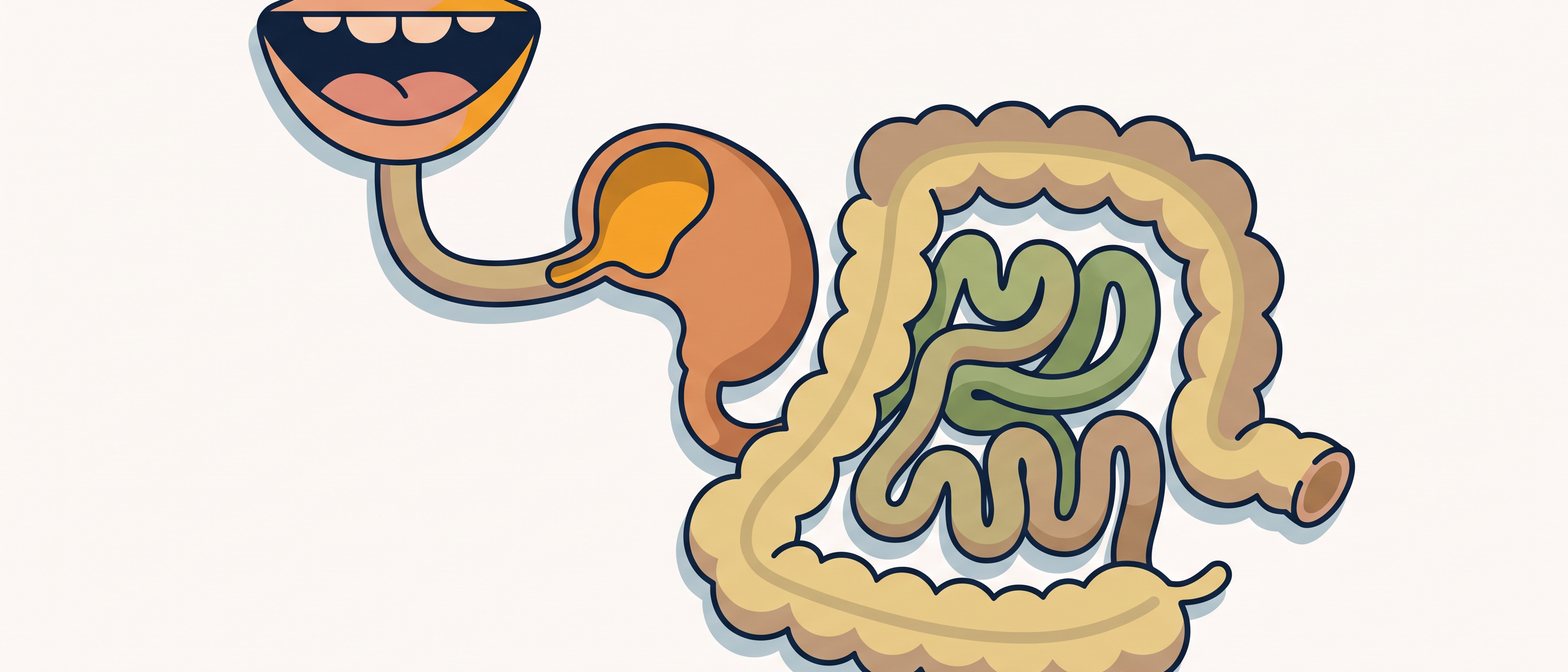 A friendly flat-vector illustration of the human digestive system organs — mouth, oesophagus, stomach, small intestine and large intestine — glowing in amber and green on a navy background.