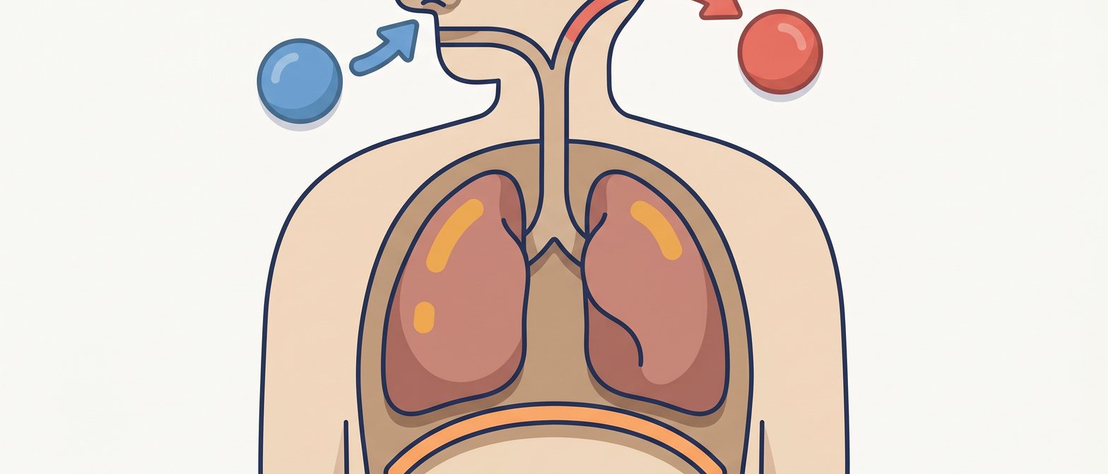 A flat-vector cutaway of a human chest showing the nose, trachea, two lungs and diaphragm in navy and amber on an off-white background, with small blue O2 and red CO2 circles showing gaseous exchange.