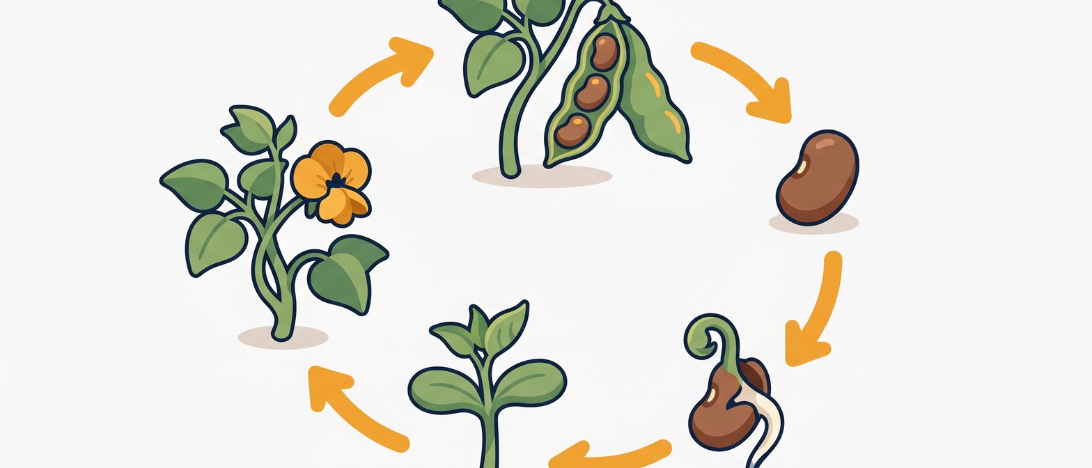 A friendly flat-vector illustration showing a bean seed sprouting into a seedling, growing into a flowering plant, and bearing fruit with seeds arranged in a gentle life-cycle loop.